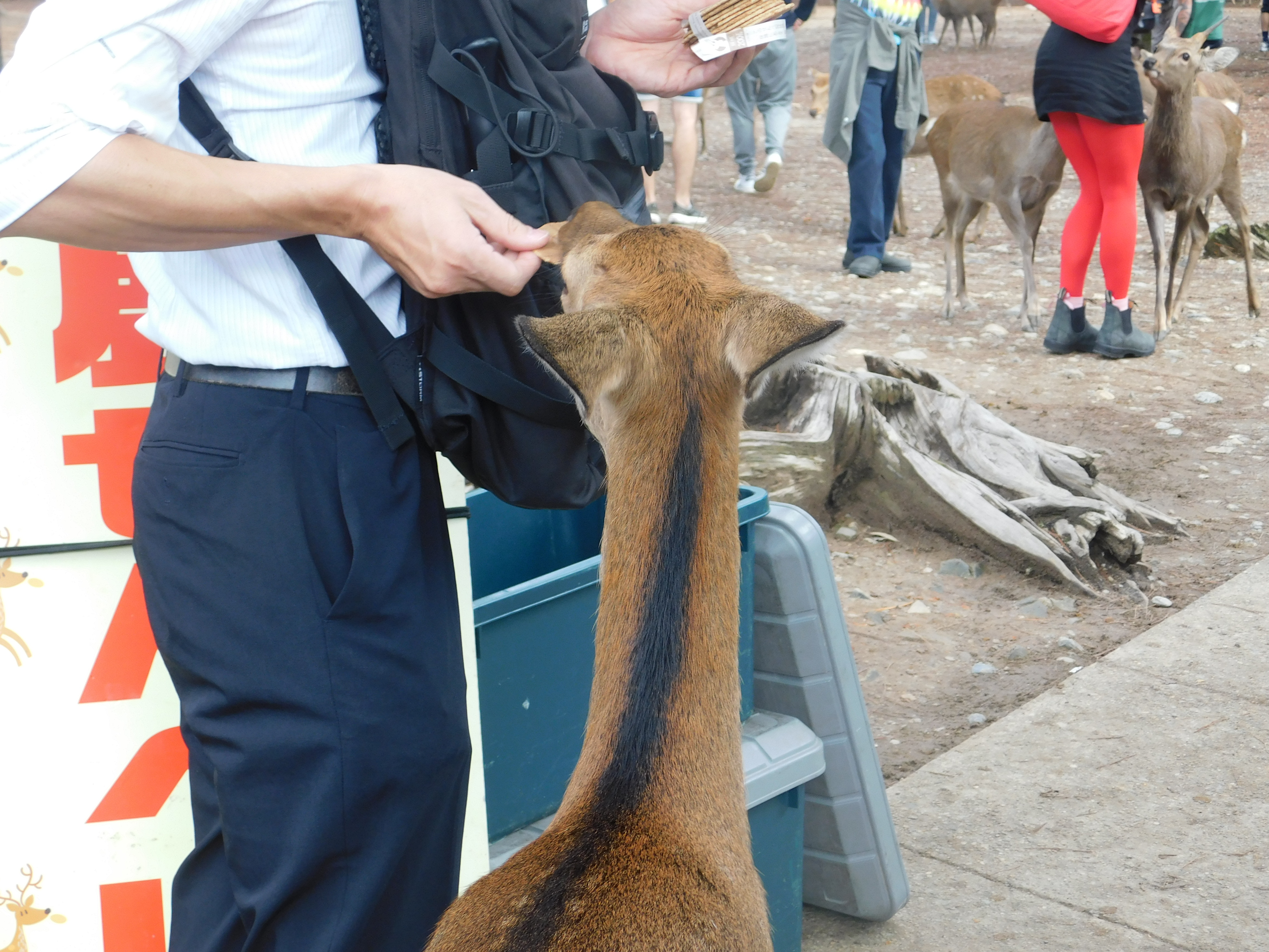 nara park
