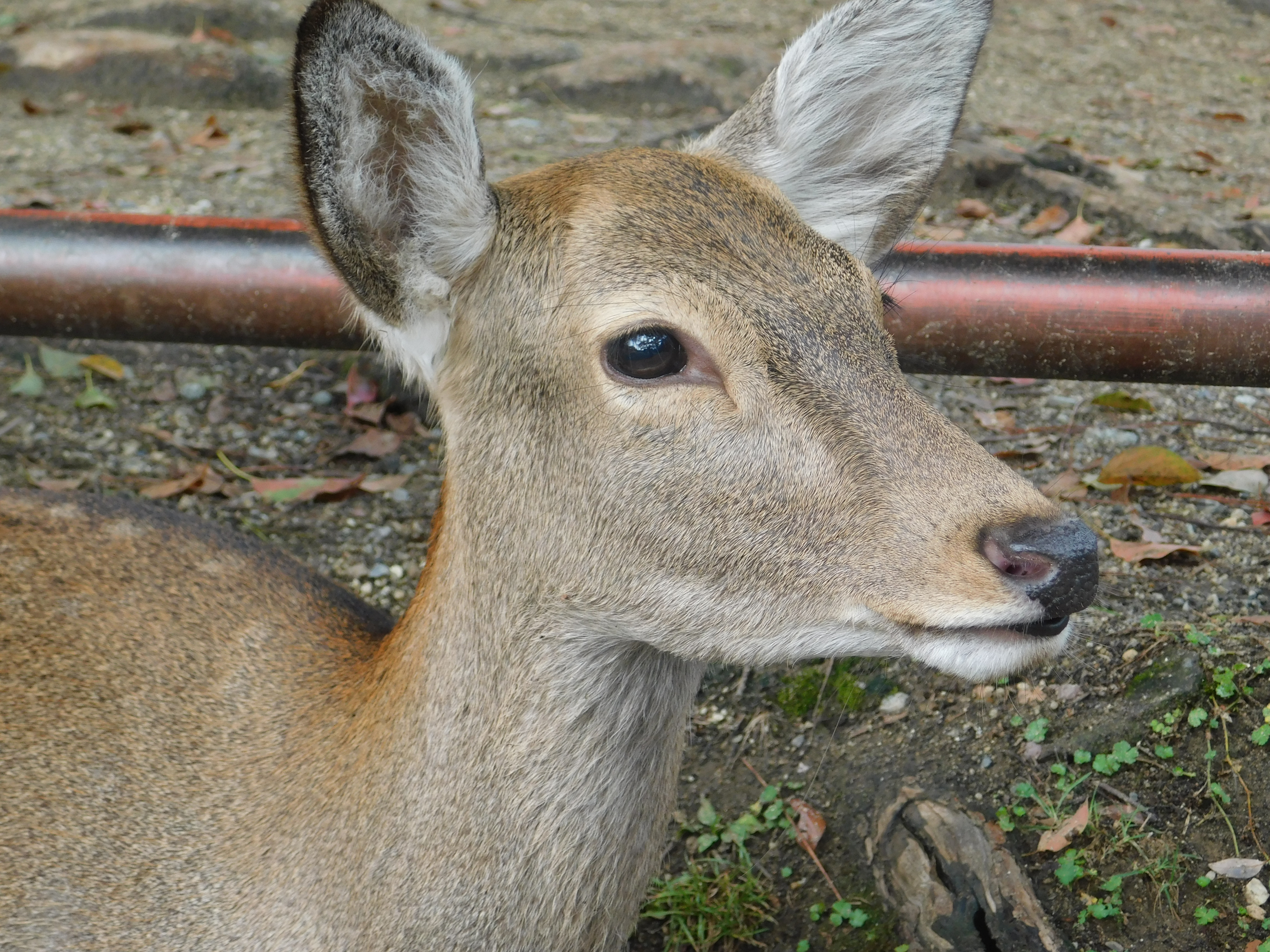 nara park