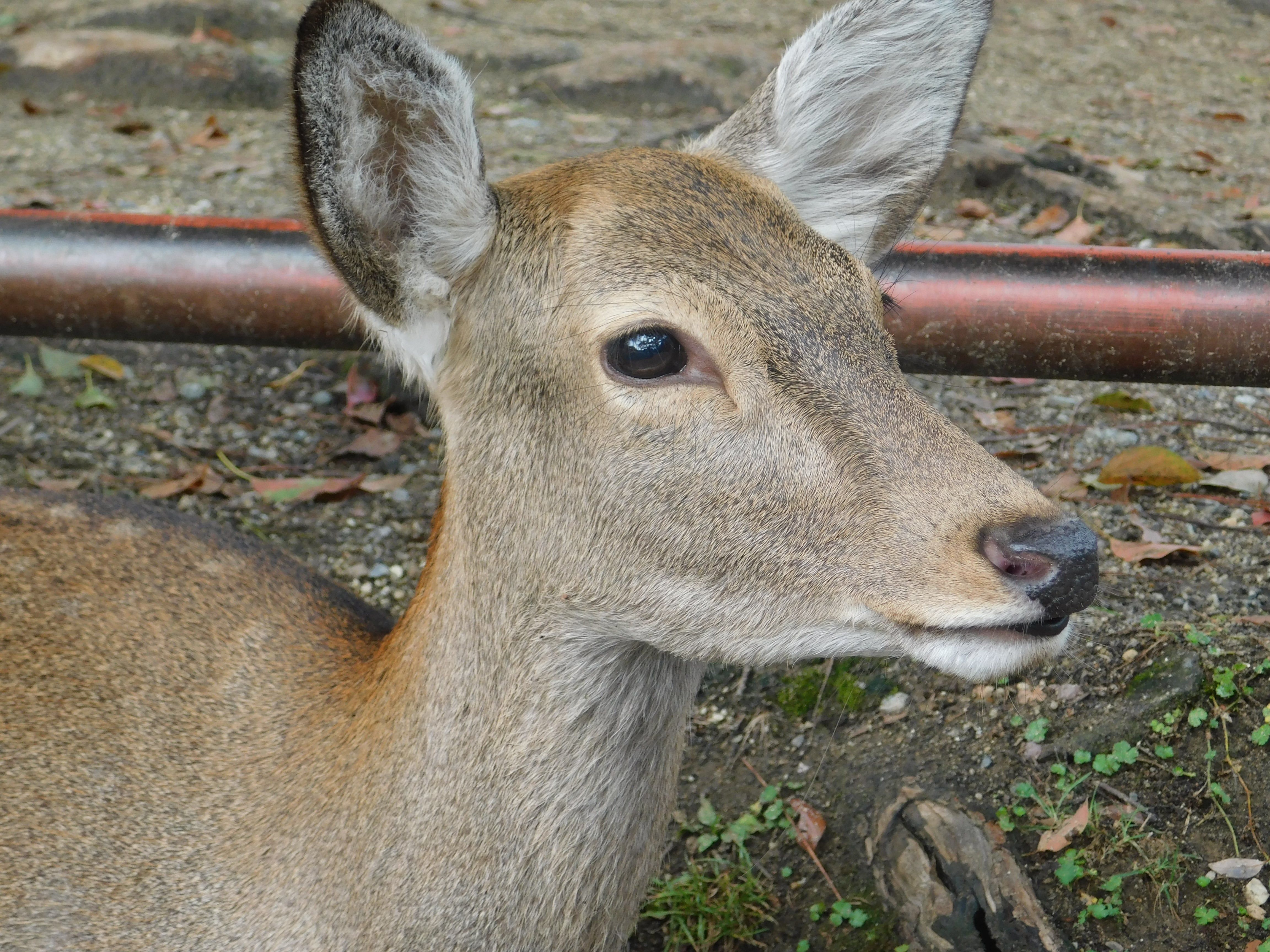 Nara Park